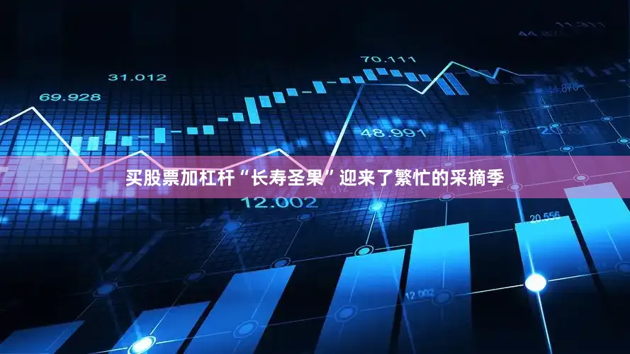 买股票加杠杆“长寿圣果”迎来了繁忙的采摘季